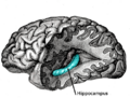 Hippocampus in the human brain