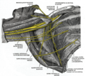 Subclavius muscle