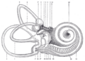 Inner ear
