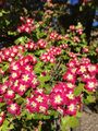 Crataegus monogyna 'Crimson Cloud' blossoms