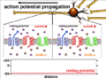 Action potential propagation