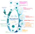Diagram of the animal cell cycle