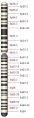 Chromosome 3
