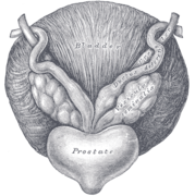 Vesiculae seminalis