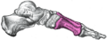 Gray's Anatomy illustration of the metatarsus