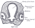 Gray's Anatomy illustration of the lens placode