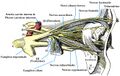 Diagram showing the nerves of the eye, including the ciliary ganglion.