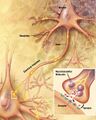 Chemical synapse schema