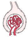 Nephron