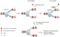 INO80 stabilizes replication forks and counteracts mislocalization of H2A.Z