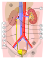 Bladder