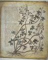 Vienna Dioscorides Plant