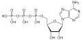 Adenosine triphosphate structure
