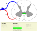 Anterior white matter of the spinal cord