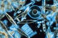 Diatoms through the microscope