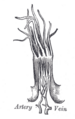 Diagram of the tongue showing the location of the lingual papillae.