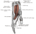 Bones of the left forearm, anterior surface