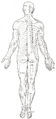Spinal nerve
