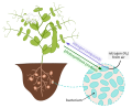 Diagram of nitrogen fixation in Fabaceae