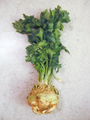 Apium graveolens