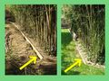 Bamboo barrier