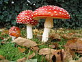 Amanita muscaria mushrooms in a row