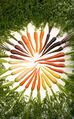 carrots (Daucus carota subsp. sativus)