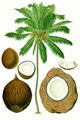 Plant defense against herbivory