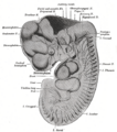 Gray's anatomy illustration of the diencephalon