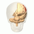 Allochiria