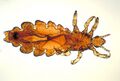 Pediculus humanus var capitis