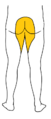 Illustration of saddle anesthesia