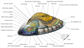 Saltwater Limpet Diagram