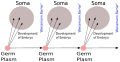 Weismann's Germ Plasm