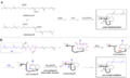 (a) Key precursors A and B for the synthesis of proto-daphniphylline. (b) Mechanisms for converting dialdehyde A to proto-daphniphylline.