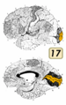 Brodmann Cytoarchitectonics 17