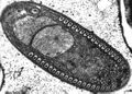 Choanozoa