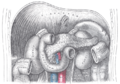 Ascending_colon