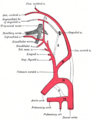 Aortic arches in a human embryo, lateral view.