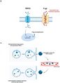 TRPC5 channel in chemosensory cells