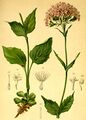 Valeriana montana