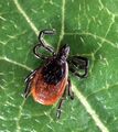 Adult deer tick