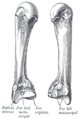 The third metacarpal