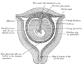Umbilical cord