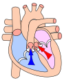 Heart during systole