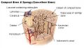 Diagram of compact and spongy bone