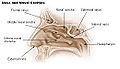 Nose and nasal cavities illustration