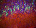 Piriform cortex of a mouse