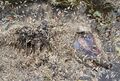 Decomposing possum