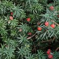 Taxus baccata